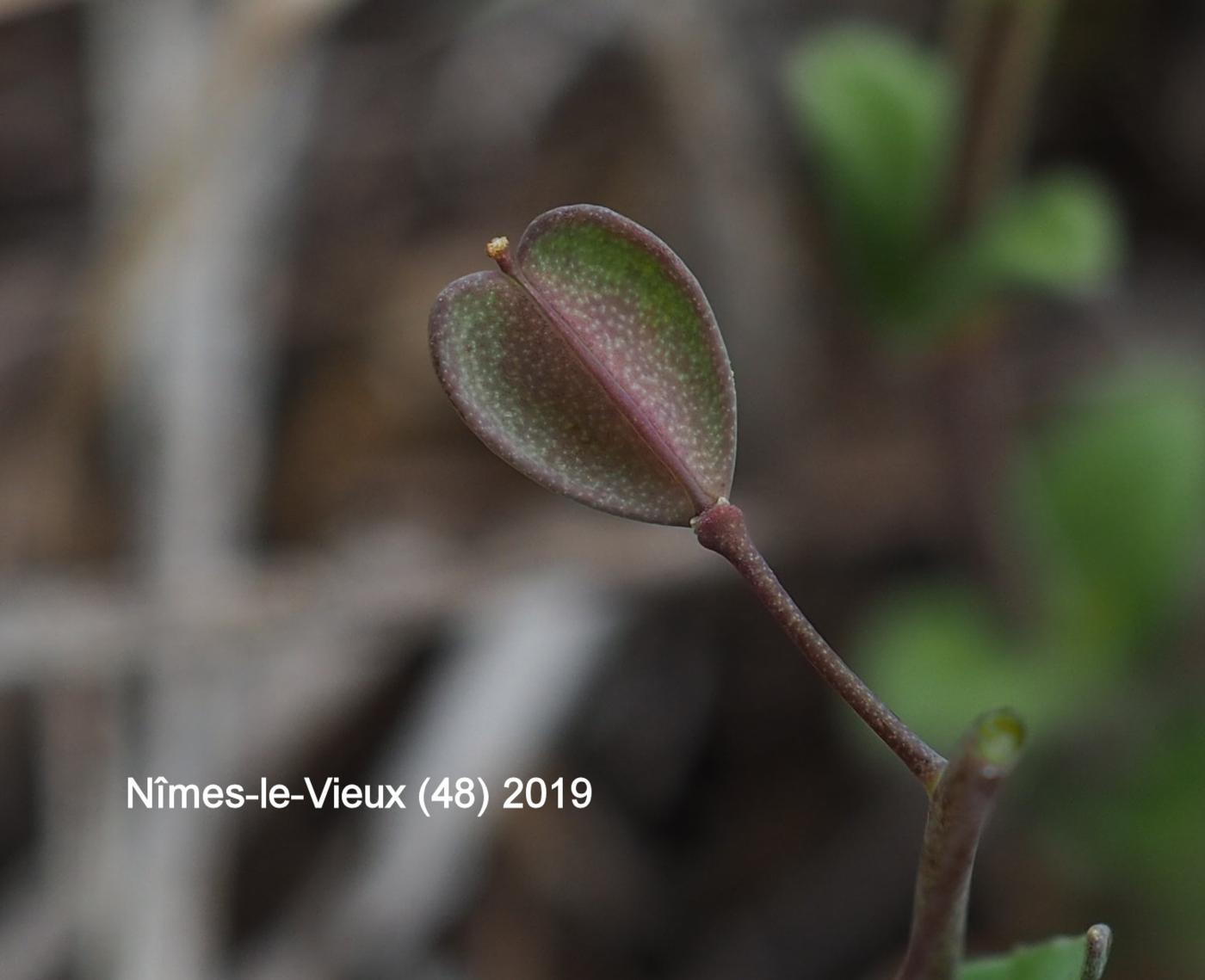 Pennycress, Perfoliate fruit